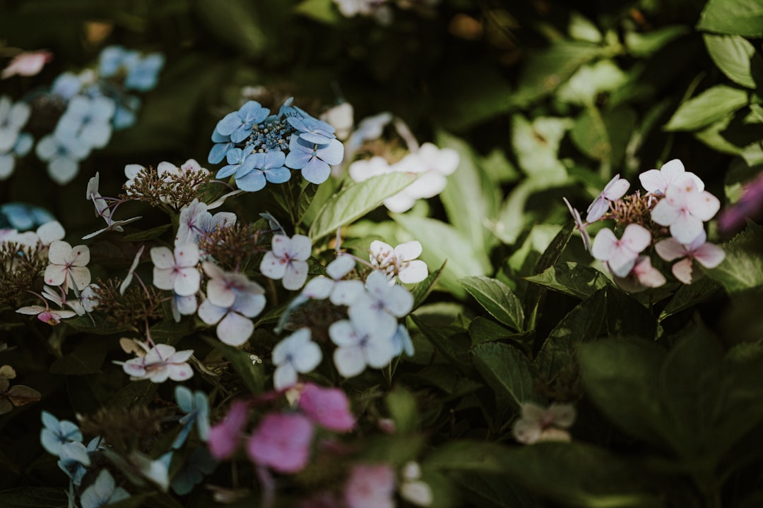 'Hydrangea'