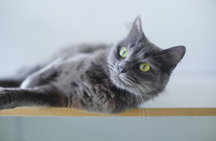 고양이 입양을 고민하는 초보자를 위한 가이드