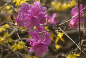 2025년 진달래 개화시기