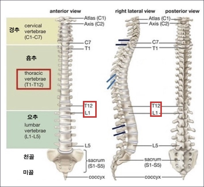 경추흉추요추천골미골 그림