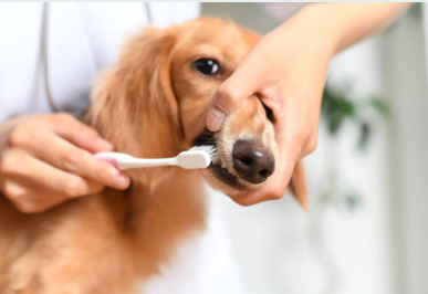 강아지 치아 건강