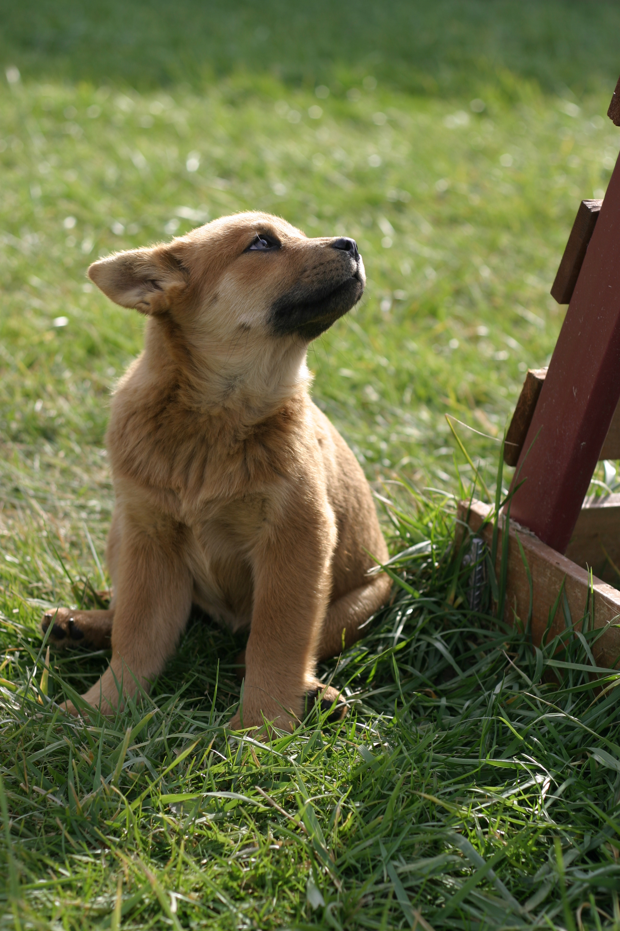 하늘보는 강아지 사진
