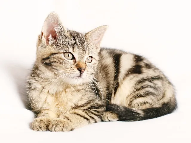 고양이 죽을 수 있는 3가지 증상과 응급 대처_8
