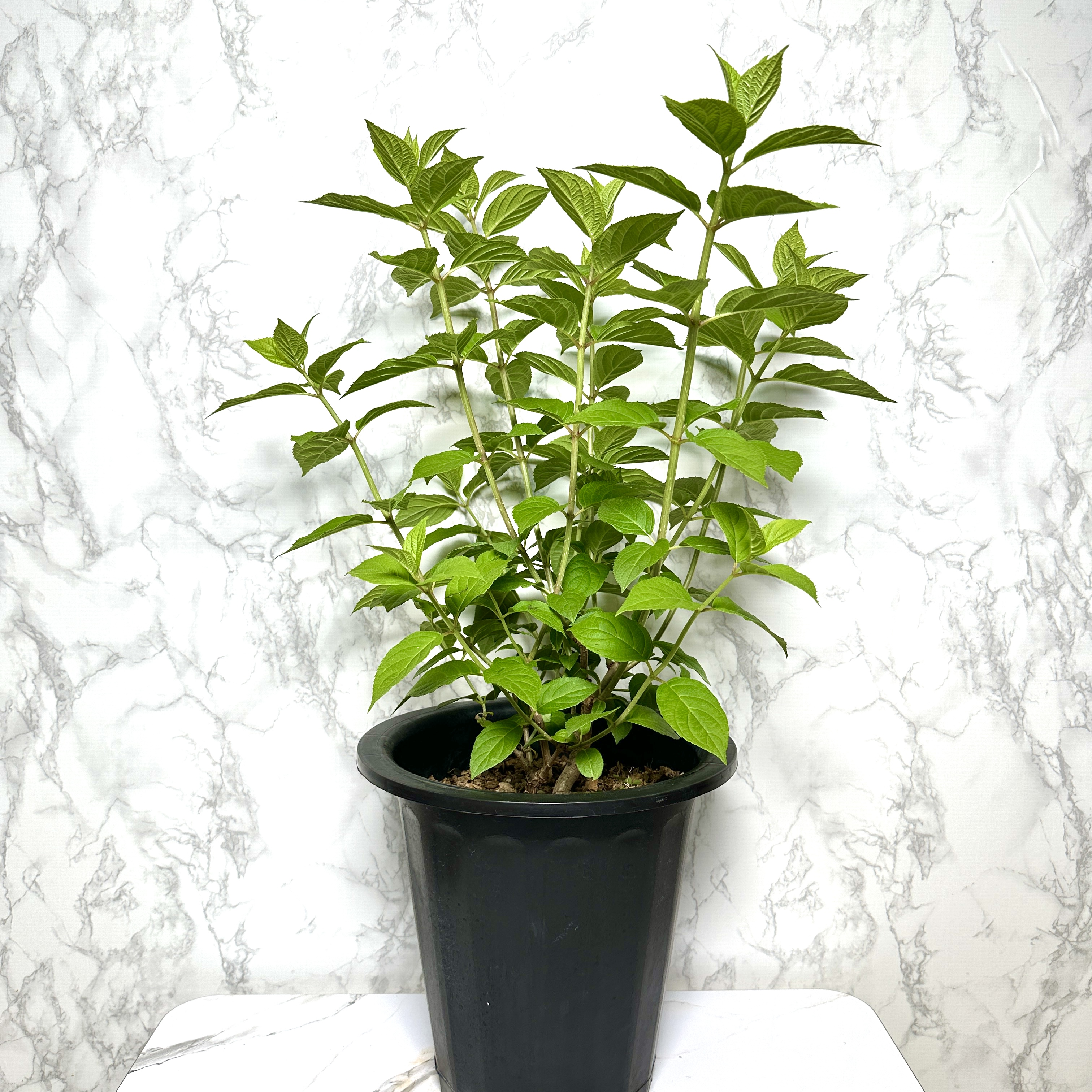 라임라이트 수국 키우기 목수국