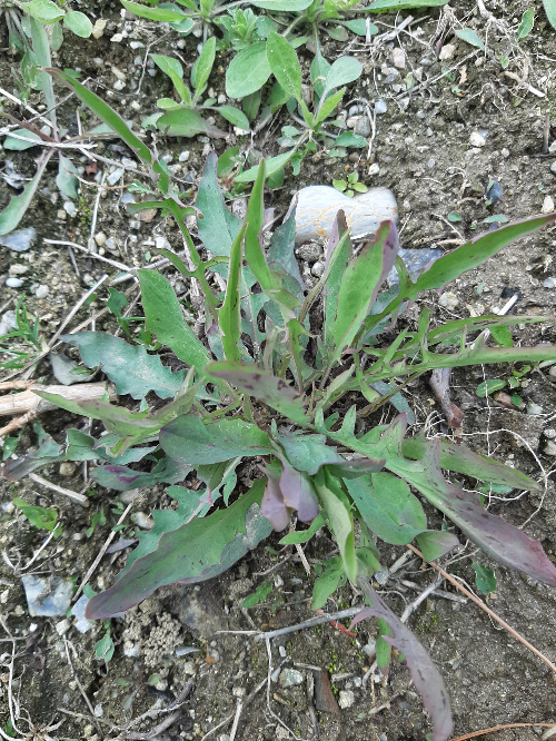 어린 줄기와 붉은빛이 도는 잎이 있는 씀바귀