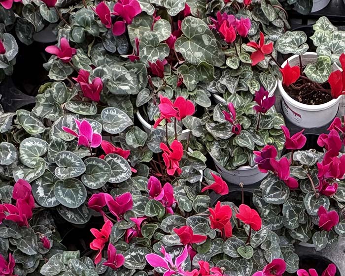 붉은 빛 시클라멘