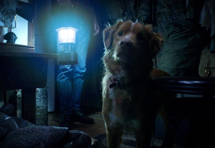 강아지 나오는 영화 추천 굿보이 다시보기 줄거리, 결말, 해석, 리뷰 및 후기