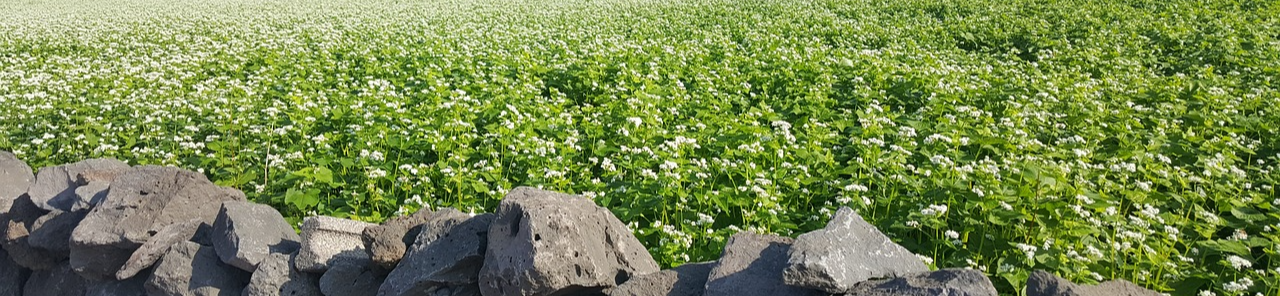 제주 메밀 - 5월 감성축제