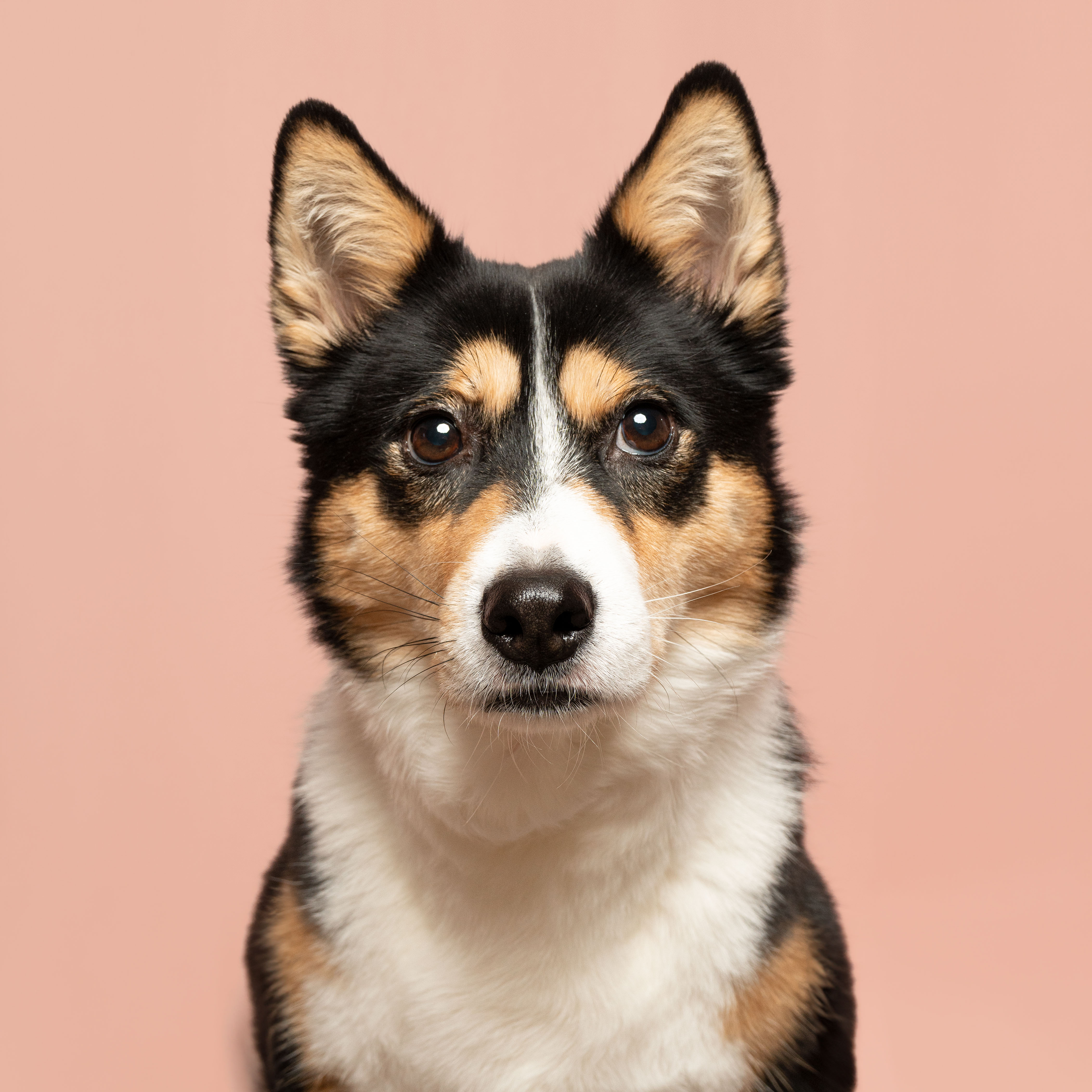 black and white jindo dogs photo with sony sel2860 lens