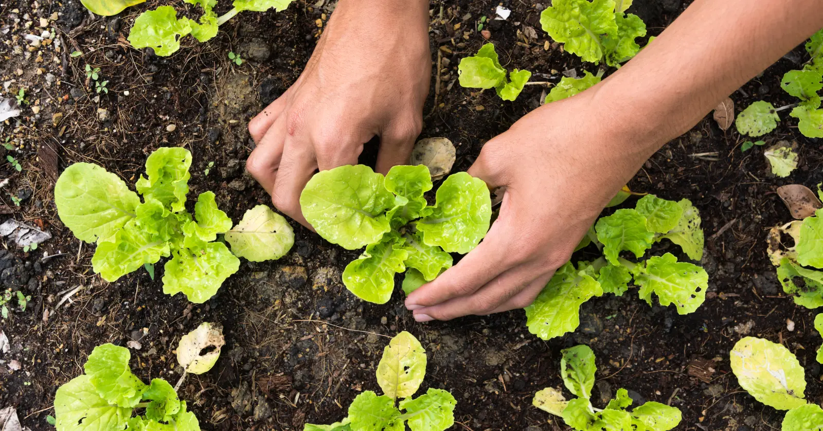 식물이름 찾기 어플 BEST 5