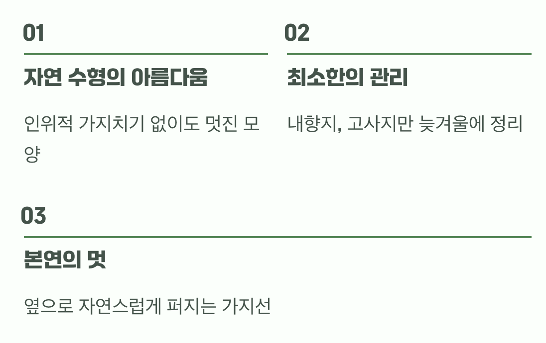 비결 3. 그대로의 멋, '자연스러운 수형'