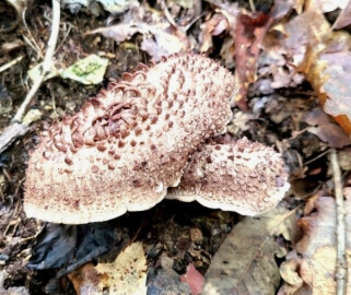 능이버섯 효능 총정리