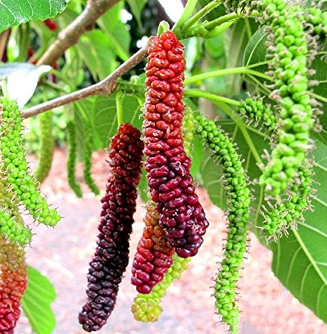 오디먹는법 7가지