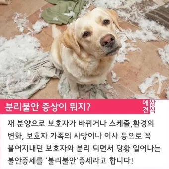 견주라면 알아야 하는 강아지 분리불안 해결법_4