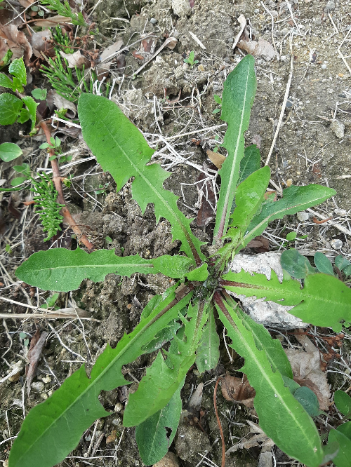 길고 뾰족한 잎을 가진 생생한 씀바귀 식물