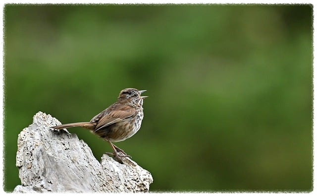 벨소리가 전부 무료인지 안내