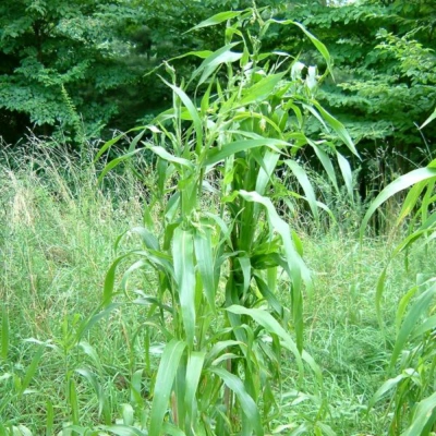 친환경농법으로 재배중인 율무