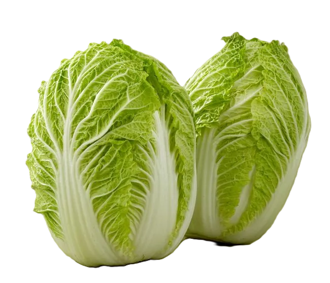 봄동은 배추지만 일반 김장배추와는 다른점을 소개하는 글에 추가된 결구배추의 이미지입니다.