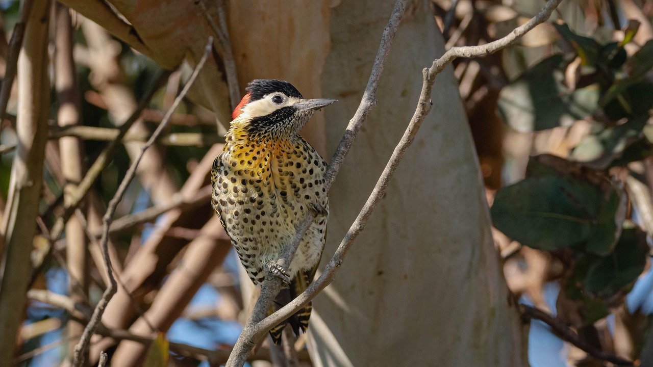 왕딱따구리의 생태적 역할