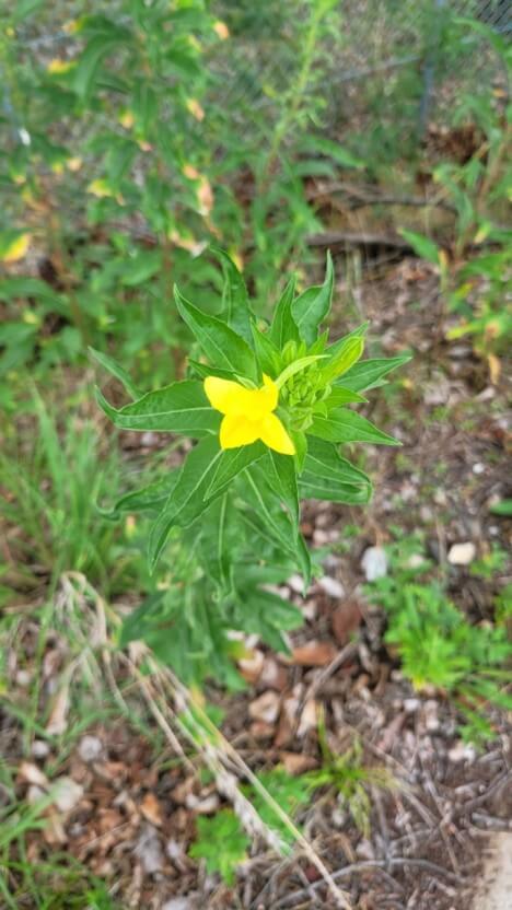 달맞이꽃 종자유