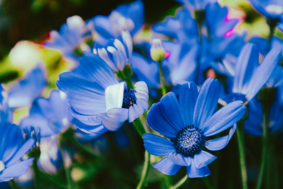 Close-up of vibrant blue African daisies (Felicia amelloides) in full bloom, showcasing vivid colors and texture.