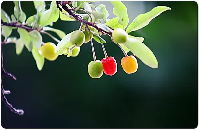 보리수나무-물앵두-앵두색