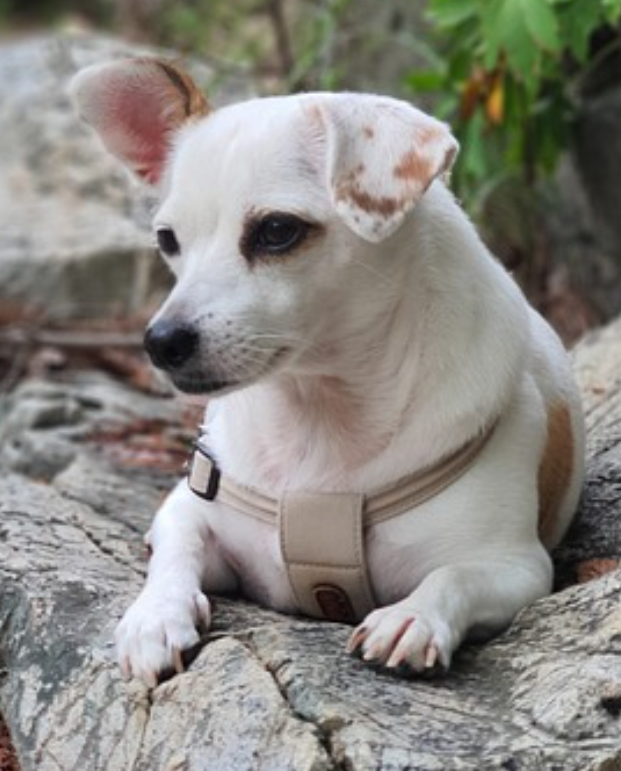 반려견의 꿈: 개도 꿈을 꿀까?