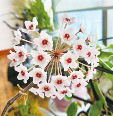 호야꽃 꽃말 뜻 호야 키우기 꽃피는시기 향기 분갈이 영양제 총정리1