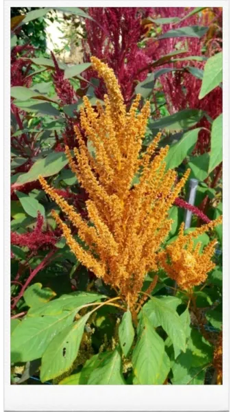 아마란스 재배 직파 요령 잎과 곡립 겸용 수확_30