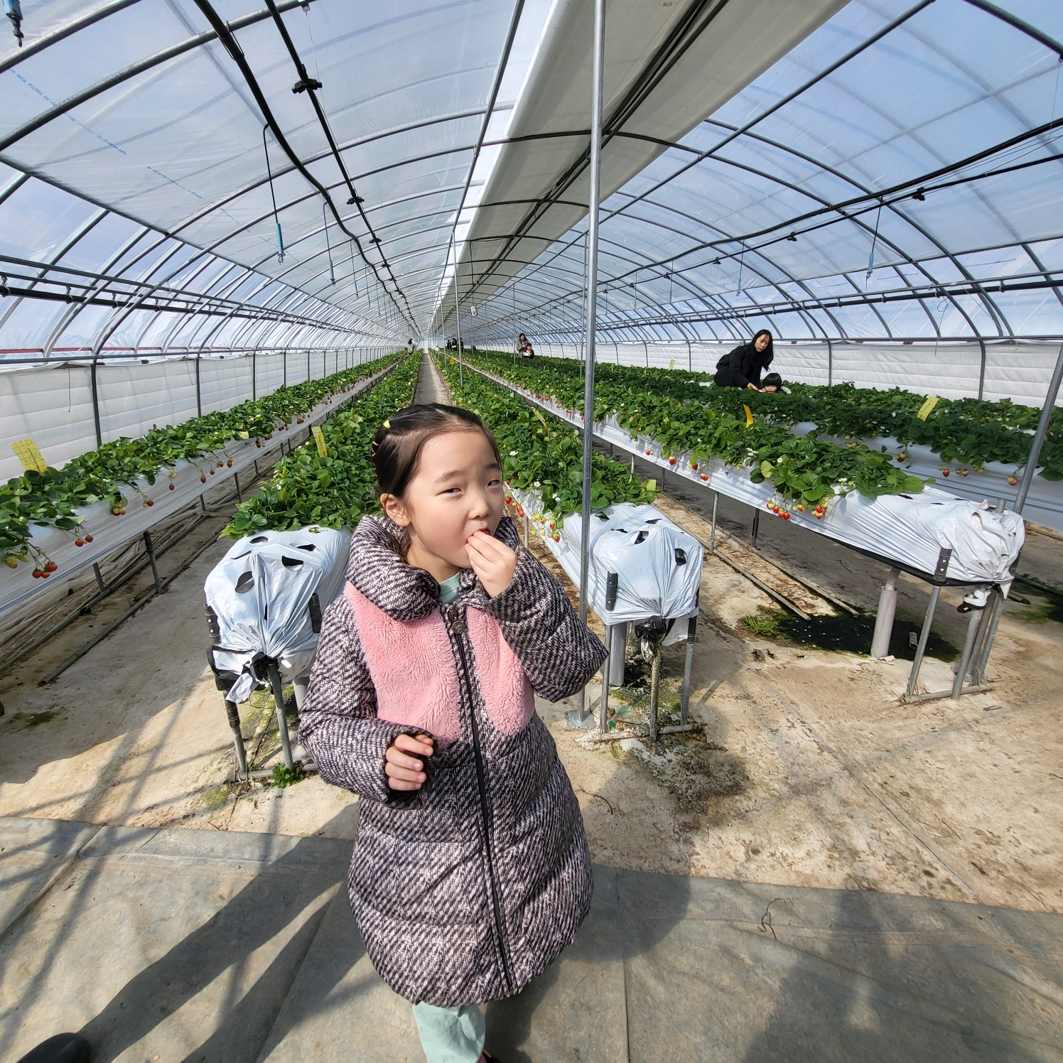 청주 딸기 체험, 딸기 케이크 만들기 (가산딸기 강추!!)