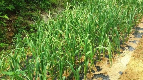 마늘재뱁법-마늘-종구-파종시기-심는시기-수확시기