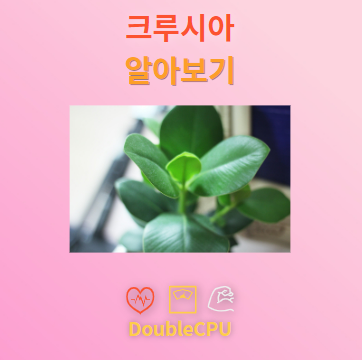 크루시아 탐구