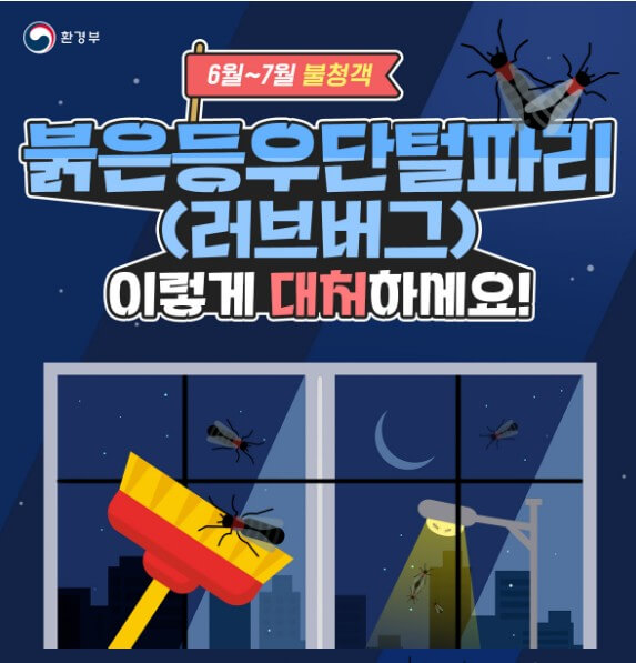 러브버그 퇴치
