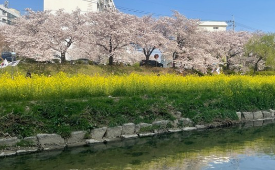 온천천 벚꽃