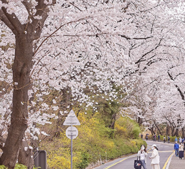 전국 벚꽃 개화&amp;#44; 만개 시기&amp;#44; 명소&amp;#44; 축제 이미지