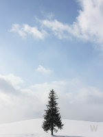 삿포로 눈축제 개요 2