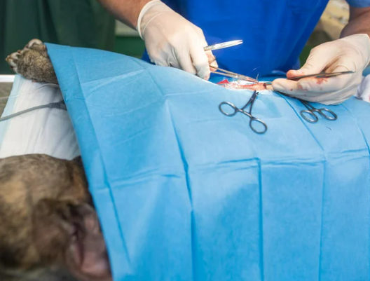 강아지 중성화 수술 시기와 필요한 이유 7가지