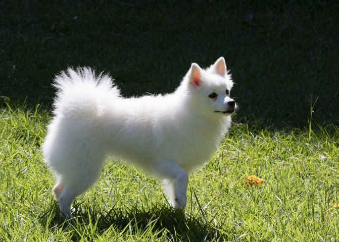 반려동물과 함께하는 정원