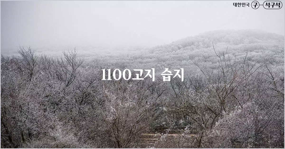 1100고지 습지