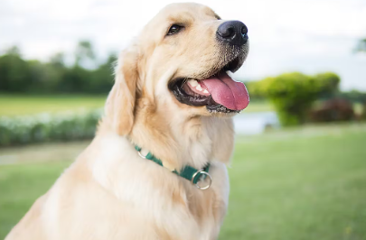 쳐다보는 강아지