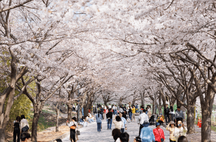고창벚꽃축제! 기다렸나봄~ 핑크빛 설렘 가득한 여행