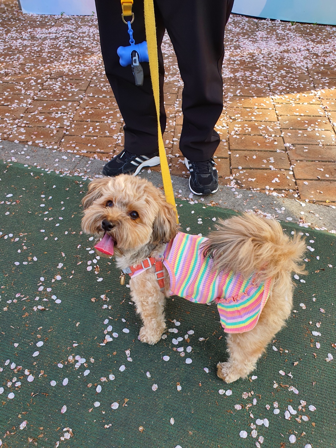 웃고 있는 강아지