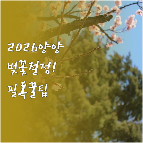 2026년 양양 벚꽃 관측 일정 및 ..
