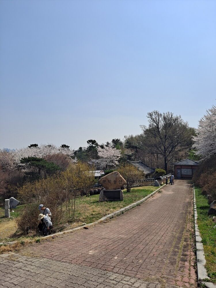 이천설봉공원벚꽃