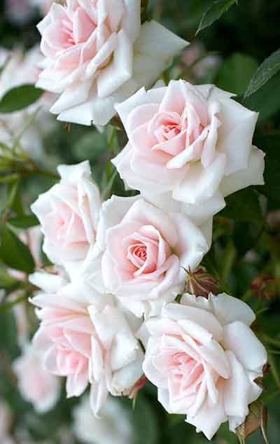 장미 갯수별 꽃말