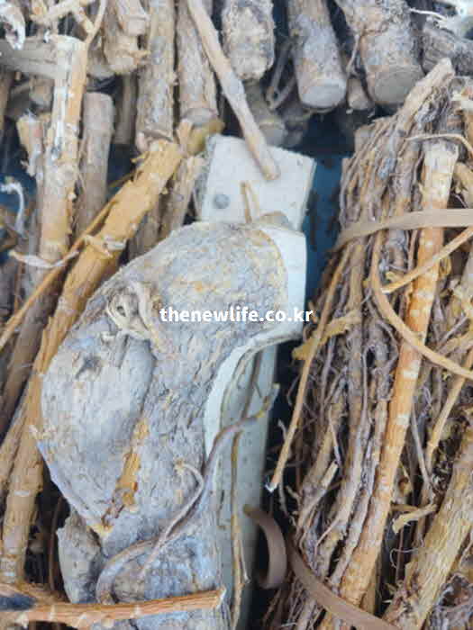 꾸지뽕 뿌리 나무 혈관