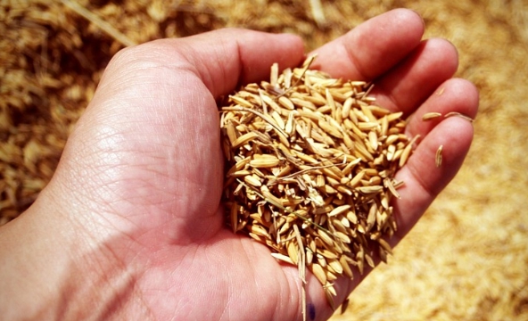 당뇨에 좋은 음식인 현미 사진입니다.