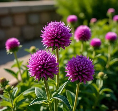 천일홍(학명: Gomphrena globosa L.)