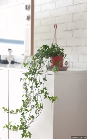 아이비 물주기 수경재배 삽목번식 빛관리 초보도 금방 성공_8