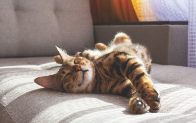 섬의 고양이가 소파에서 뒹굴고 있다